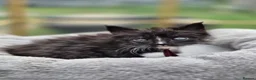 Maine Coon cats for sale: Stunning Maine Coon X Kittens - Advert 3