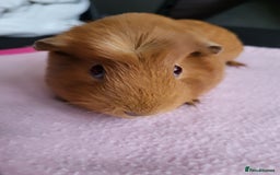 Guinea Pig rodents for sale: Baby girls guinea pigs  - Image 12