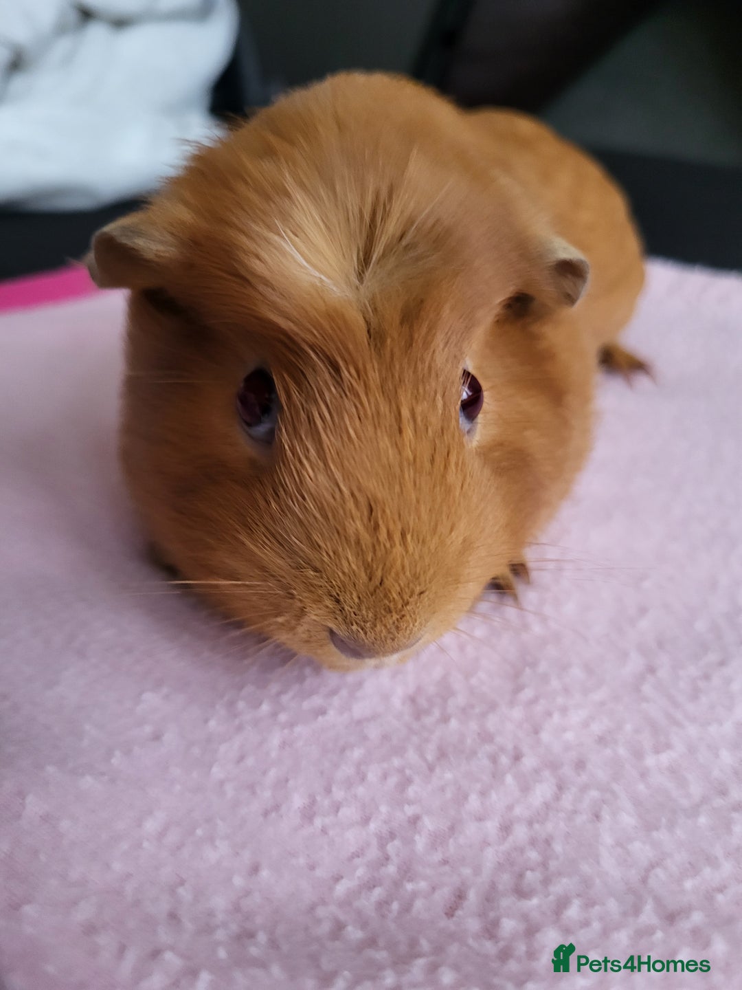 Guinea Pig rodents for sale: Baby girls guinea pigs  - Image 12