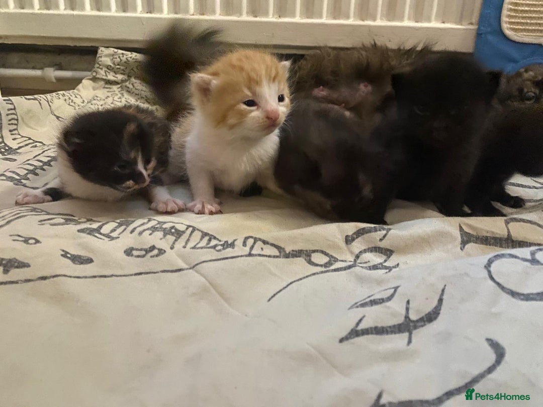 Mixed Breed cats for sale: Kittens for sale  - Image 4