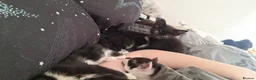 Mixed Breed cats for sale: 6 black and white kittens - Advert 2