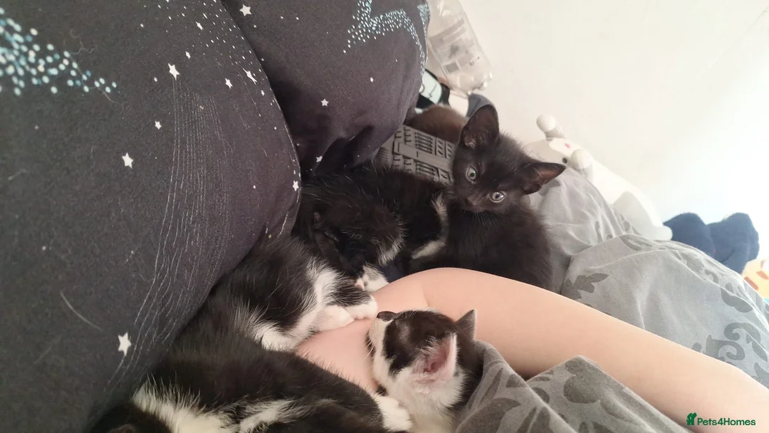 Mixed Breed cats for sale: 6 black and white kittens - Advert 2