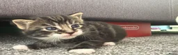 Mixed Breed cats for sale:  🐱 3 ADORABLE MALE KITTENS — Yeovil 🐱 - Advert 7