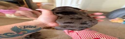 Dachshund dogs for sale: Stunning dachshund babies  - Advert 22