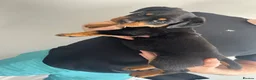 Rottweiler dogs for sale: 2 big male puppies  - Advert 8