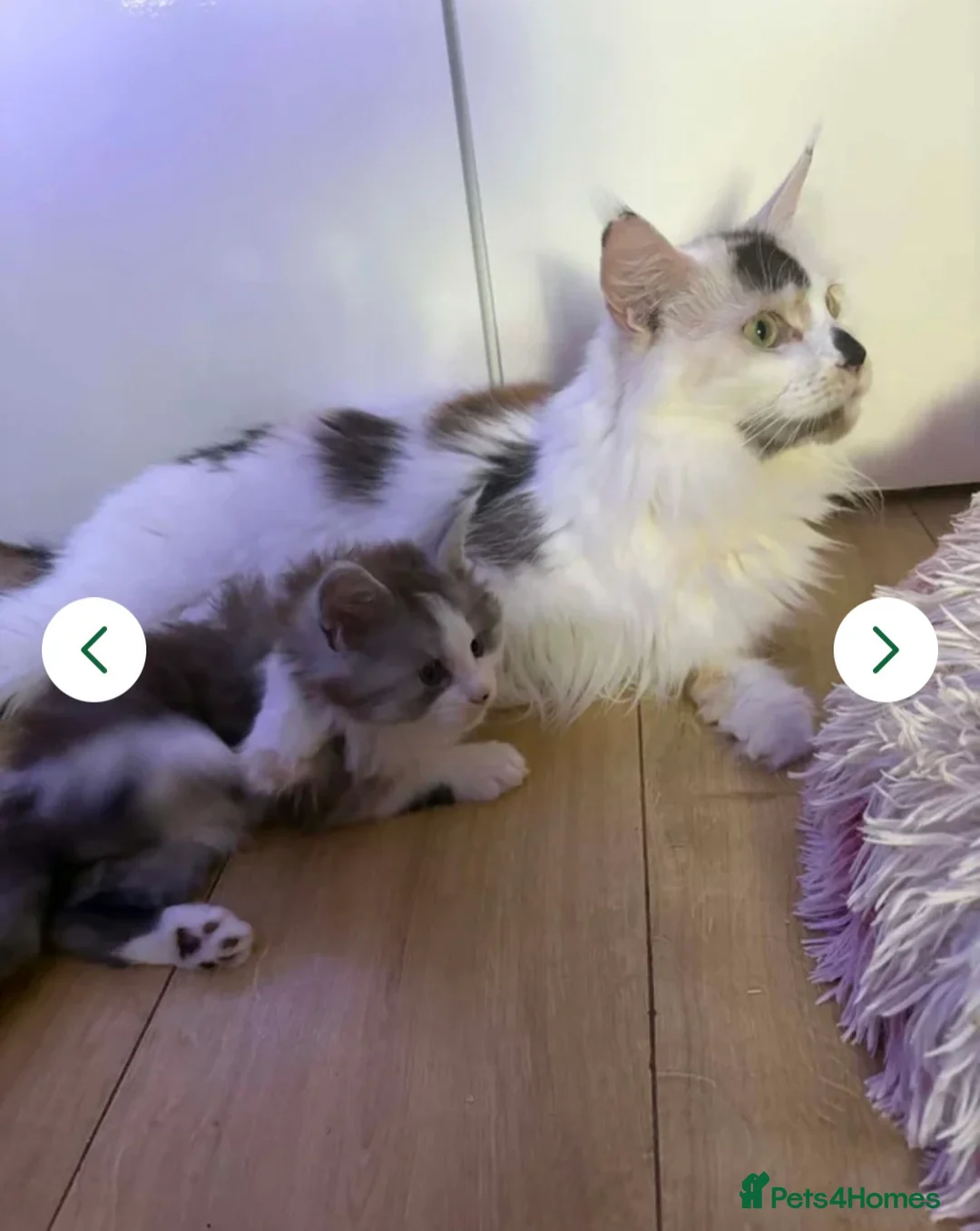 Maine Coon cats for sale: STUNNING FEMALE MAINE COON KITTEN in Portsmouth - Advert 5