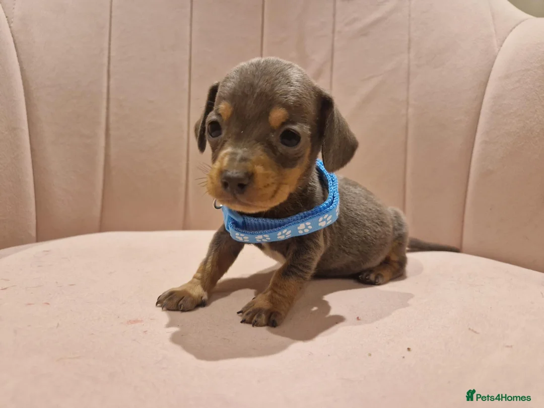Miniature Dachshund dogs for sale: Adorable tiny miniature daxies available  - Advert 15