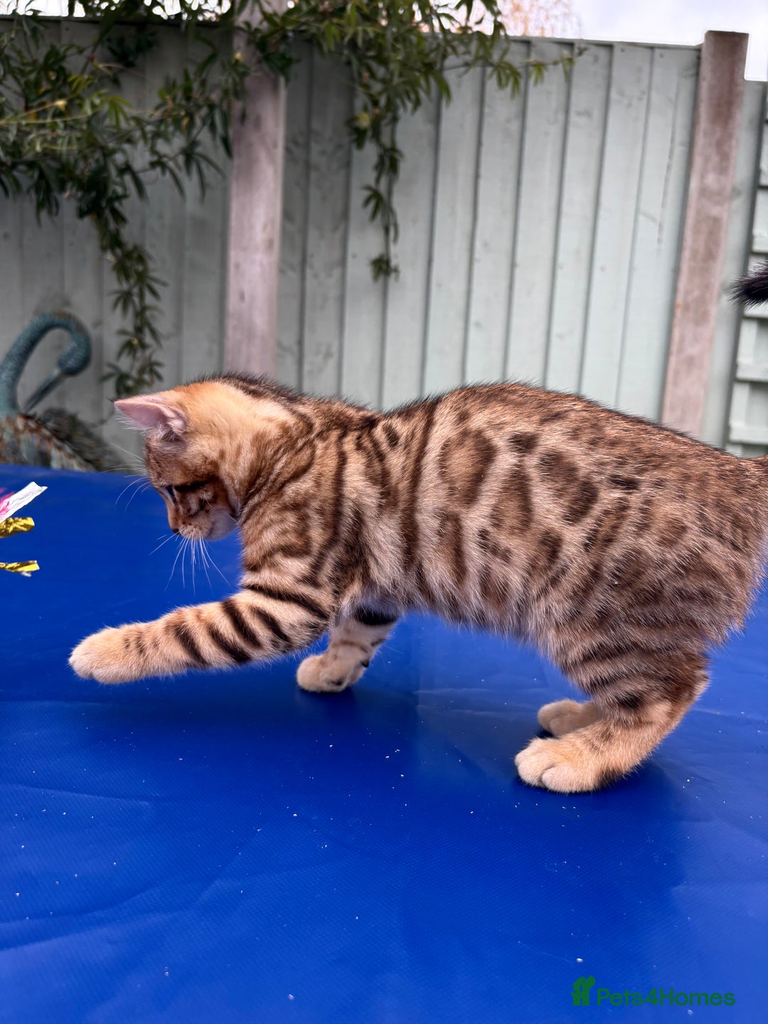 Keetso cats for sale: Rare curled eared rosetted keetso male  - Advert 23