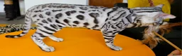 Bengal cats for sale: Exceptional Silver Rosetted Boy Available  - Advert 21