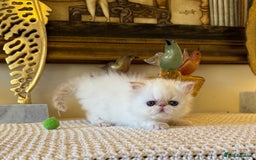 Persian cats for sale: Stunning TICA Blue Eye Persian Babies  - Advert 5