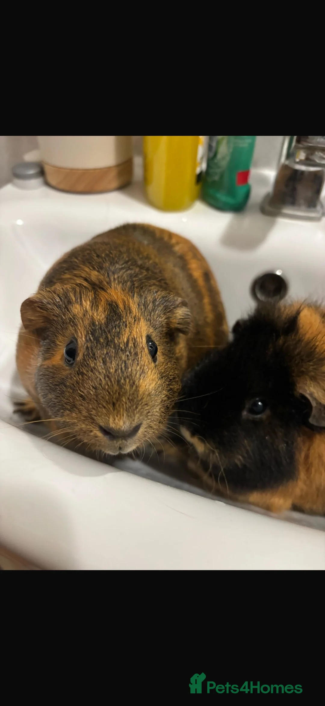 Guinea Pig rodents for sale: 2 lovely female guinea pigs needing to be rehomed  in Southampton - Advert 1