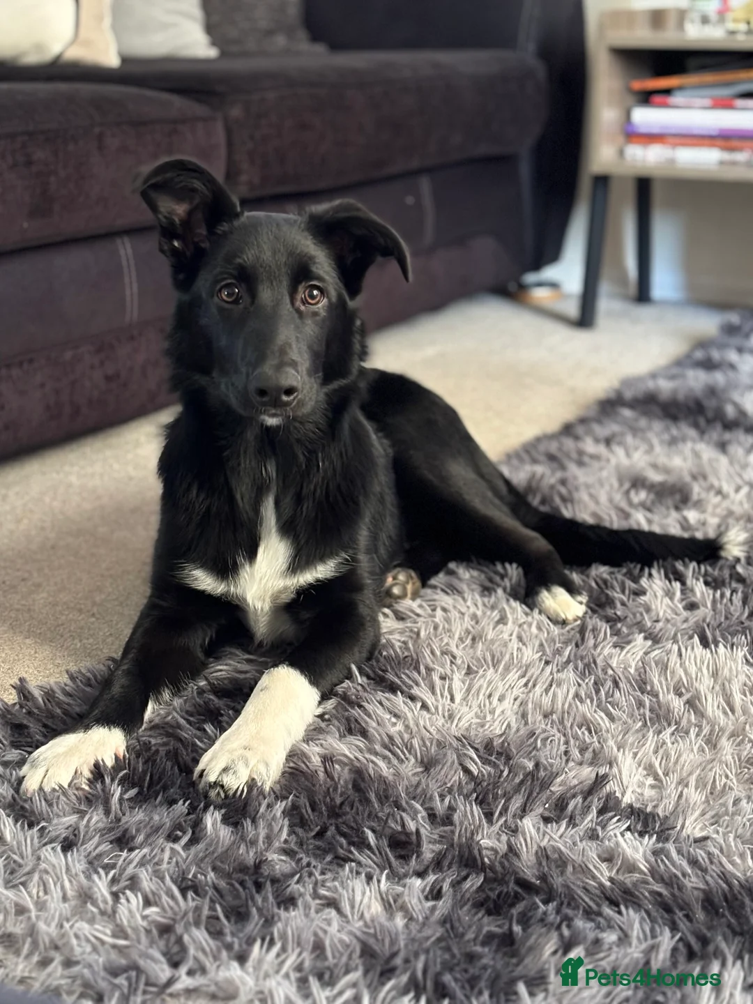Mixed Breed dogs for sale: 6 month old Collie cross  - Advert 3