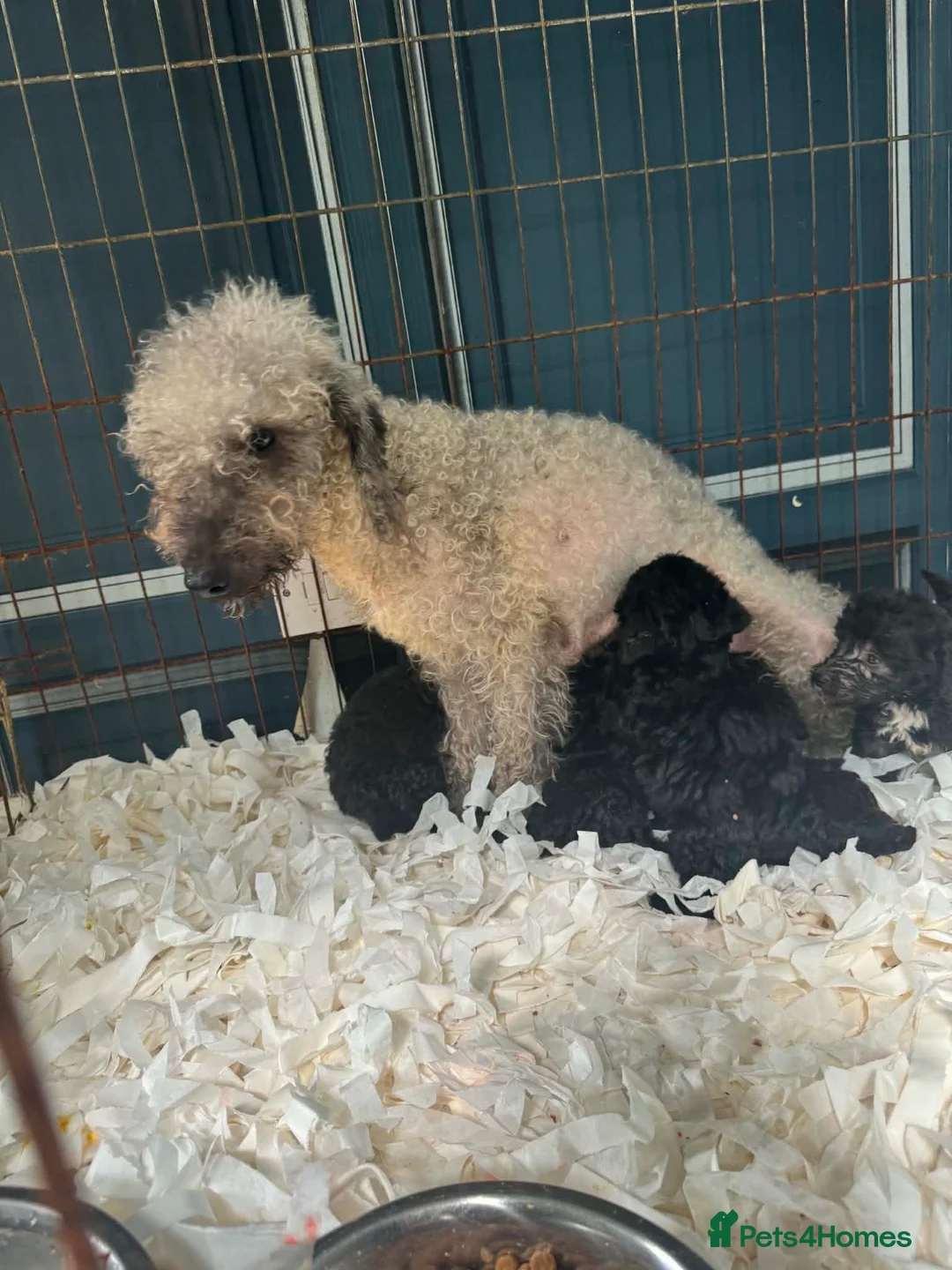 Bedlington Terrier dogs for sale: Silver bedlington - Advert 27