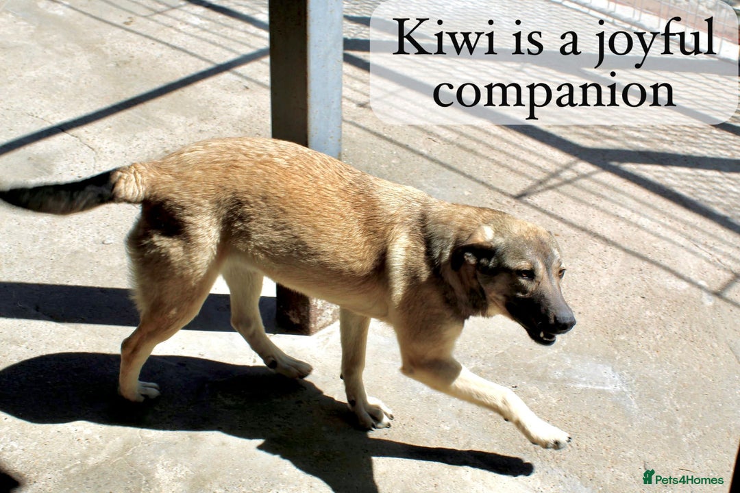 Mixed Breed dogs for adoption: Kiwi, 1 yr old. Available for adoption. - Image 7