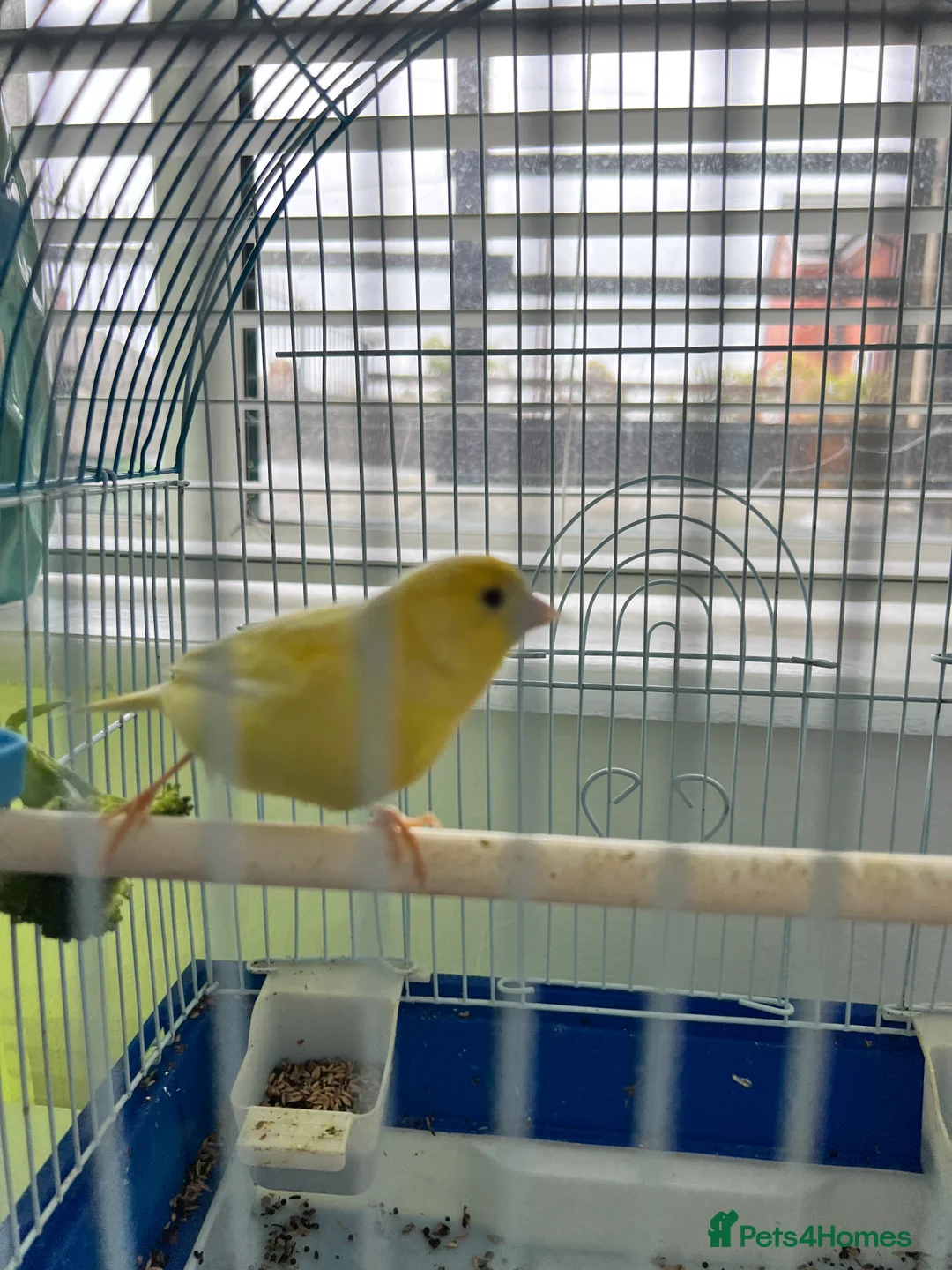 Canaries birds for sale: Male canary full yellow 12months old  - Advert 1