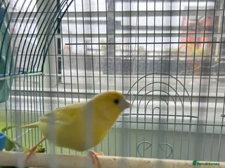 Canaries birds Male canary full yellow 12months old - Advert 2