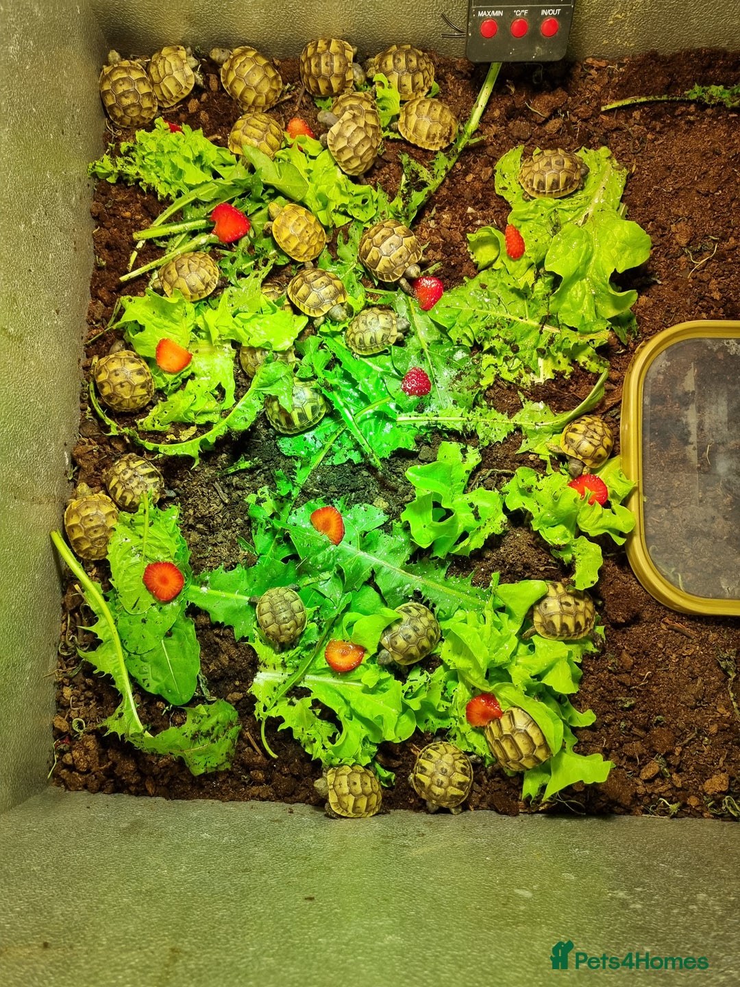 Hermann Tortoise reptiles for sale: Baby Hermann & Spur-thigh Tortoises for sale - Advert 10