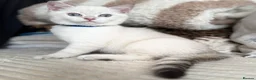 British Shorthair cats for sale: Beautiful BSH Blue Golden TICA kittens - Advert 7