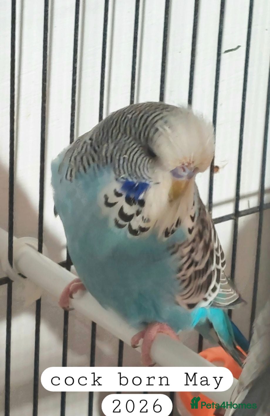 Budgerigars birds Baby budgies Ashford Kent  - Advert 8