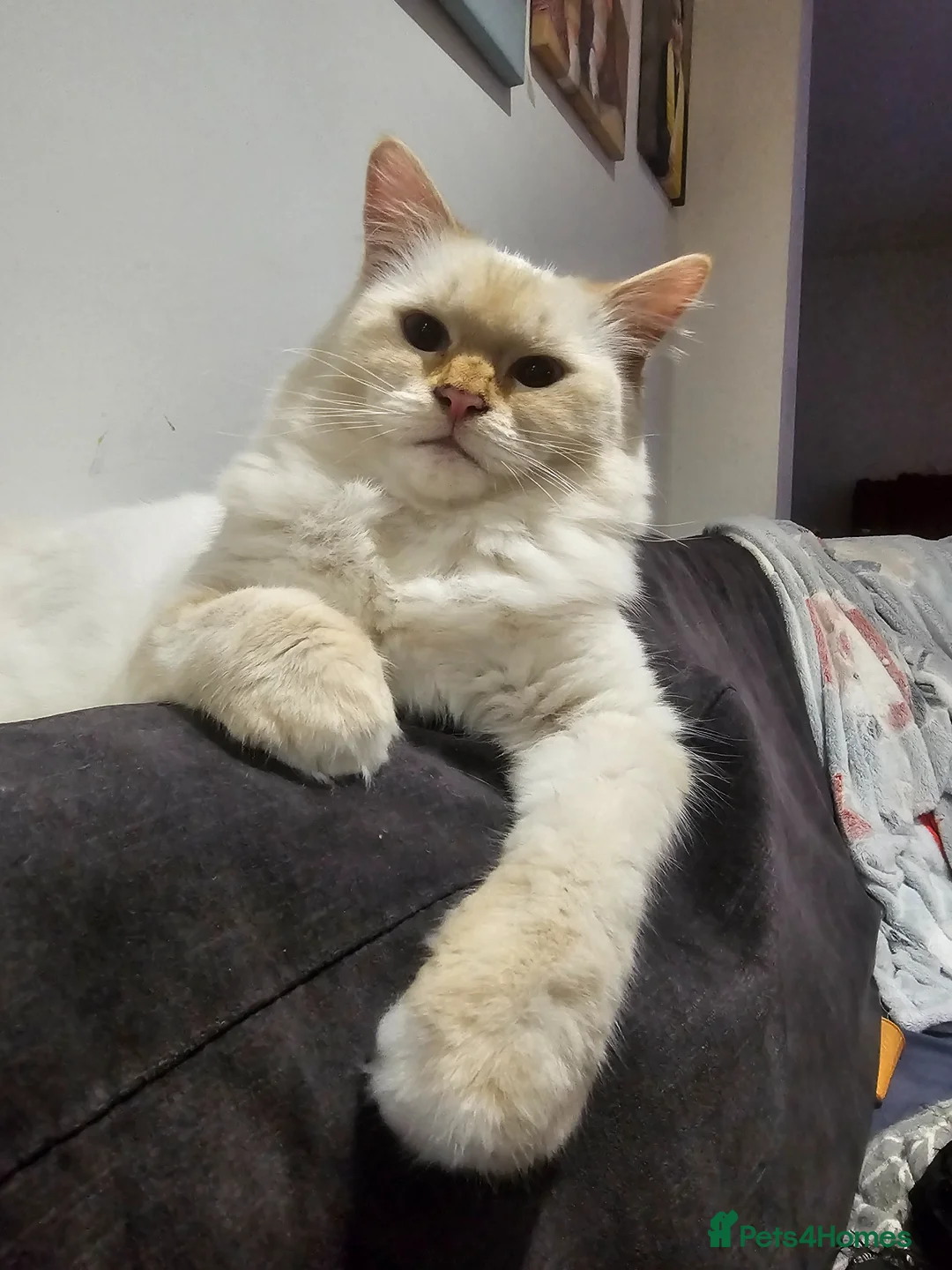 Ragdoll cats for sale: Beautiful ragdoll flame point female kitten  in Pevensey - Advert 5