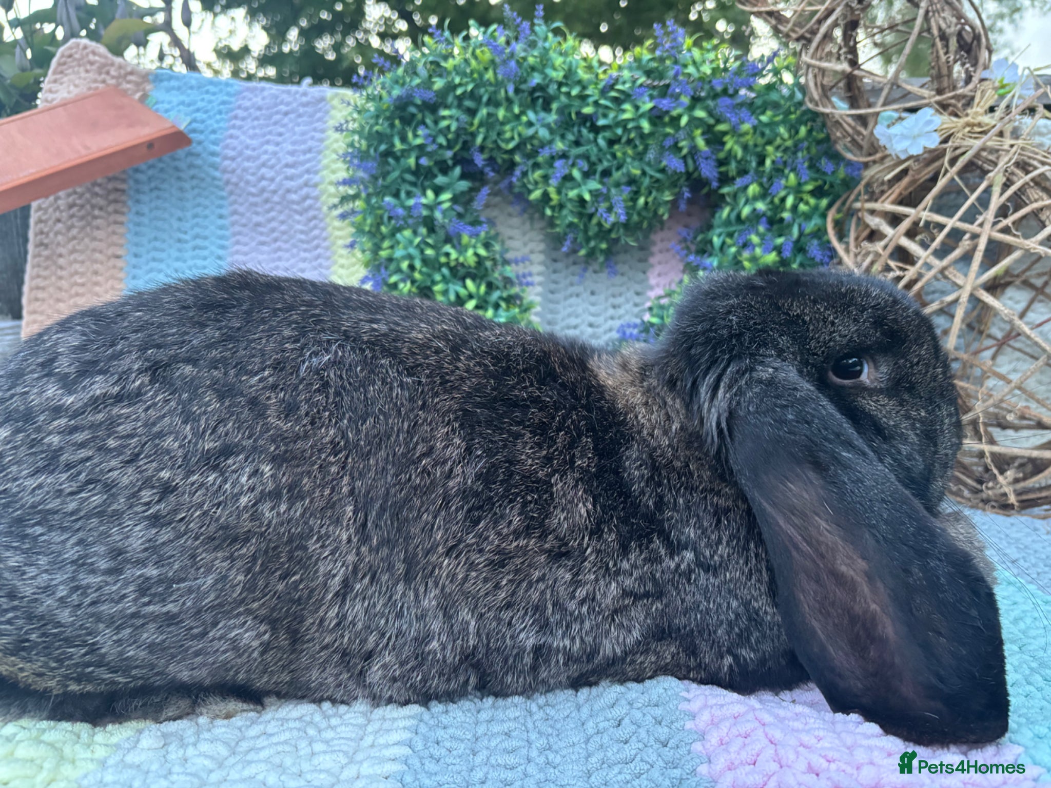 French Lop rabbits 2 French lop girls - Advert 21