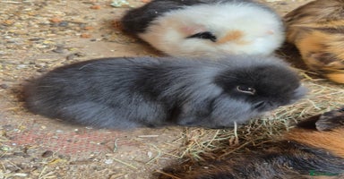 English Lop rabbits - Advert 3