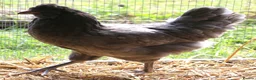 Chickens poultry for sale: Point of lay hybrid hens  - Advert 9