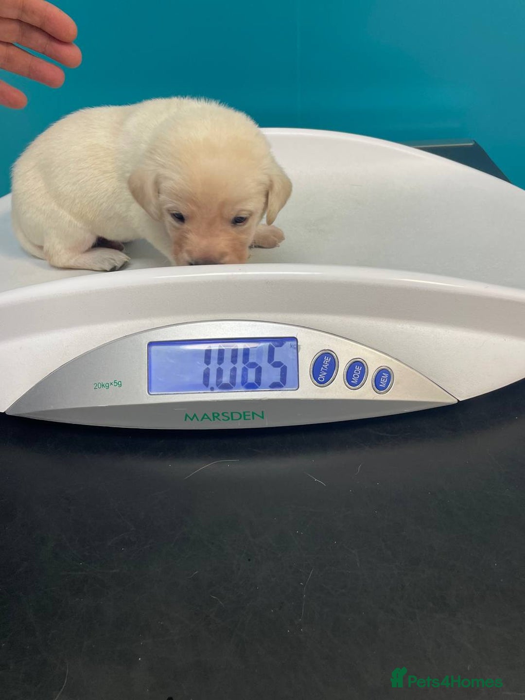 Labrador Retriever dogs for sale: Equal parts adventure and sofa buddies (Labradors) - Image 25