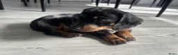 Dachshund dogs for sale: Dapple Dachshund in Hyde - Advert 13