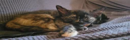 Mixed Breed cats for sale: Five Gorgeous Kittens Available! - Advert 12