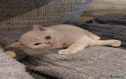 British Shorthair cats for sale: GCCF Registered Championship Line BSH Kittens - Image 18