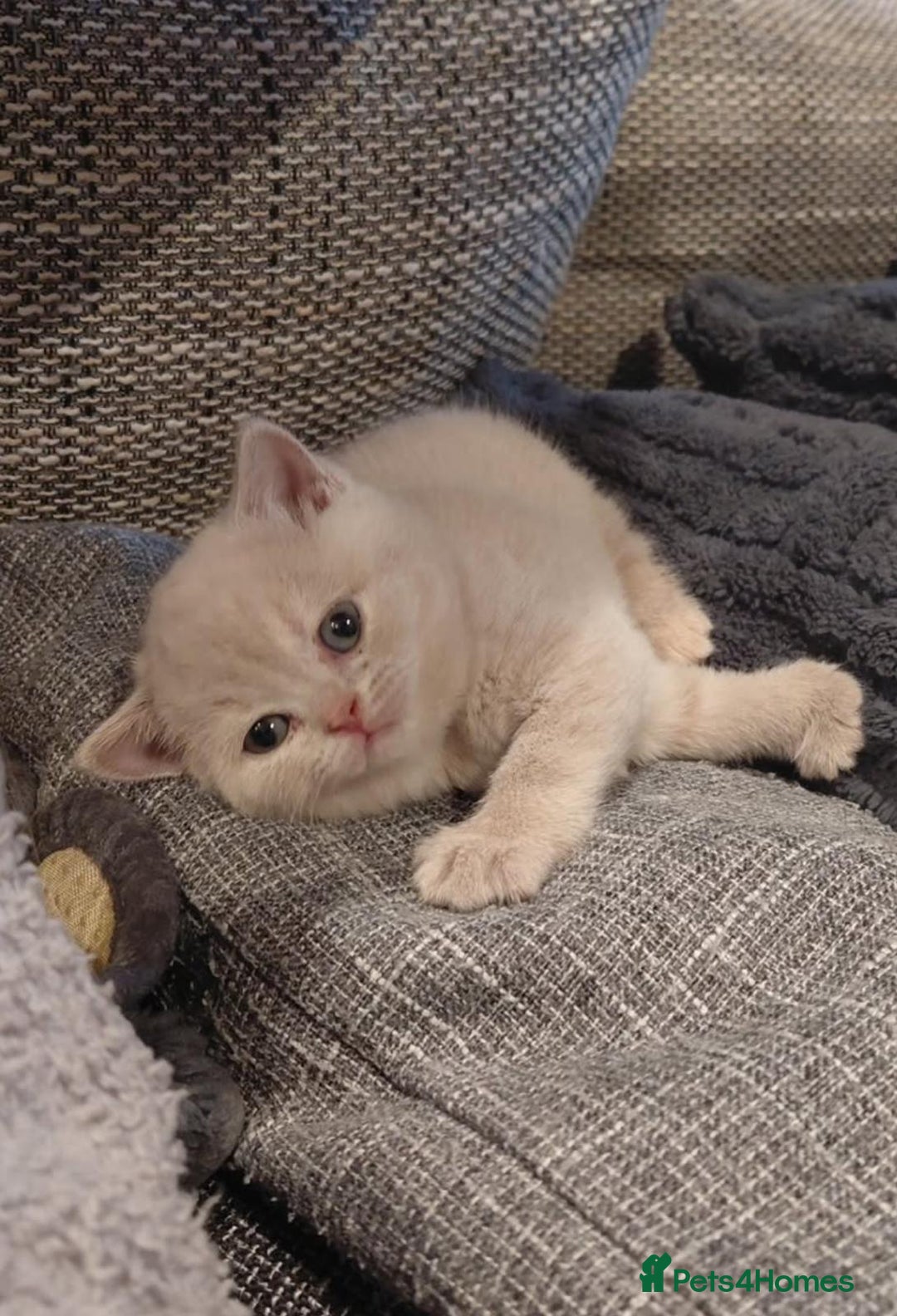 British Shorthair cats for sale: GCCF Registered Championship Line BSH Kittens - Image 18