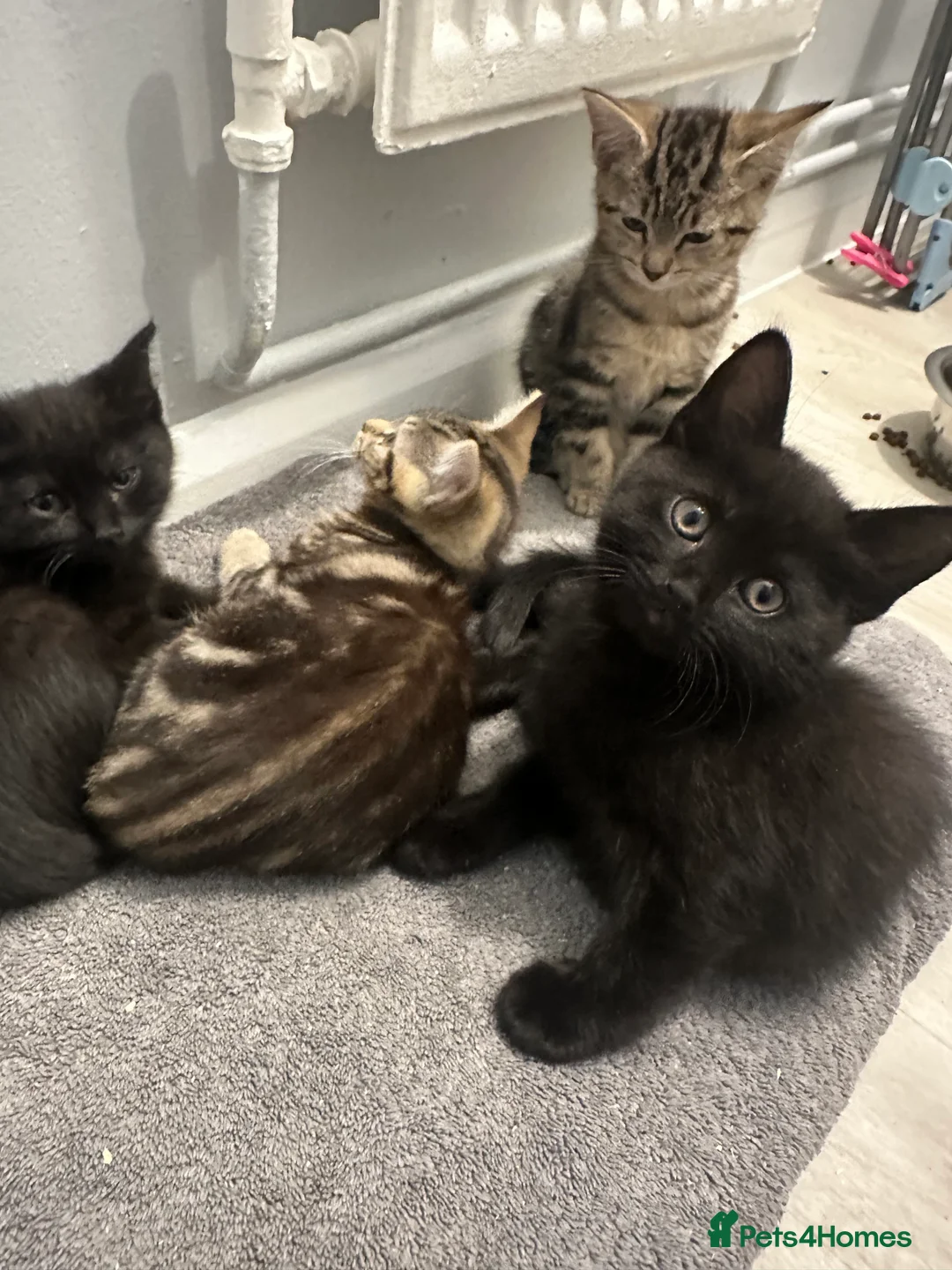 Maine Coon cats for sale: Maine coon cross Kittens 🐱  - Advert 16