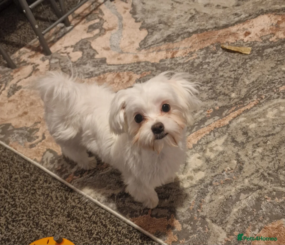 Mixed Breed dogs for sale: Mixed breed - Advert 2