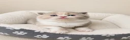 British Shorthair cats for sale: Stunning GCCF British Shorthair Kittens  - Advert 12