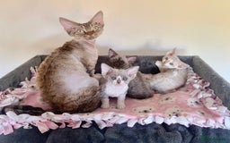 Devon Rex cats for sale: Stunning TICA Devon Babies - Advert 7