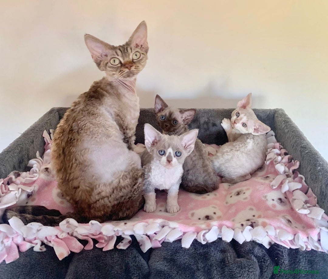 Devon Rex cats for sale: Stunning TICA Devon Babies - Advert 7