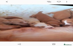 Cocker Spaniel dogs for sale: Top KC working cocker spaniels - Image 8