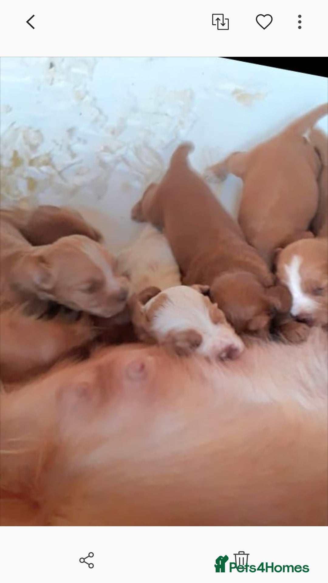 Cocker Spaniel dogs for sale: Top KC working cocker spaniels - Image 8