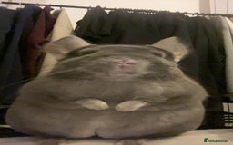 Chinchilla rodents for sale: 3 Year Old Chinchilla  - Image 5