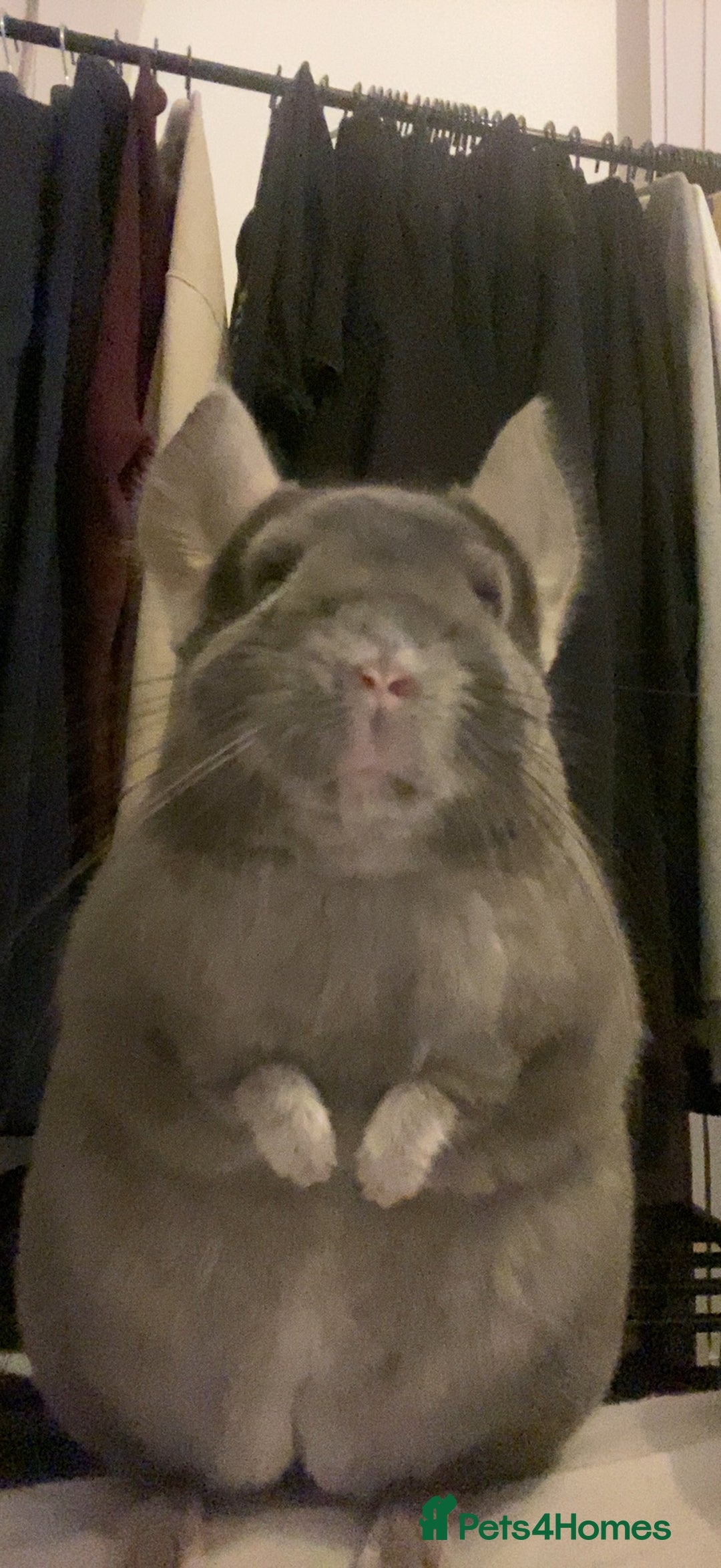 Chinchilla rodents for sale: 3 Year Old Chinchilla  - Image 5