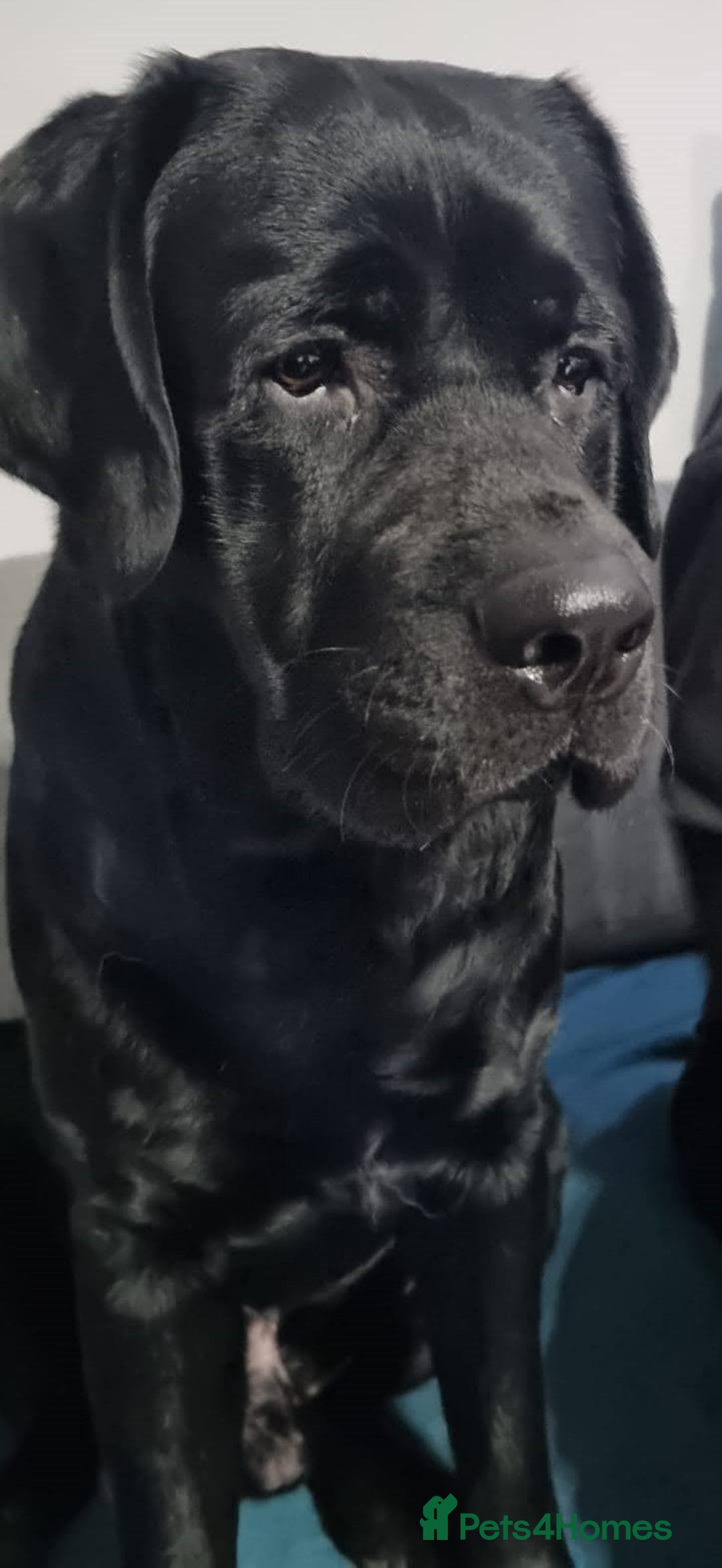 Labrador Retriever dogs for stud: Proven Fully DNA Tested for Stud in Harlow - Image 7