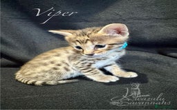 Savannah cats for sale: Exceptional Quality Tica Registr. Savannah Kittens - Image 18