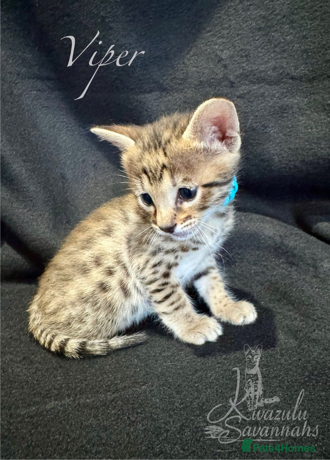 Savannah cats for sale: Exceptional Quality Tica Registr. Savannah Kittens - Image 18