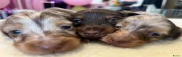 Miniature Dachshund dogs for sale: Tiny KC Long Haired Dachshunds  Chocolate & Dapple - Advert 10