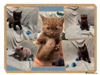 British Shorthair cats for sale: British shorthair kittens - Advert 1