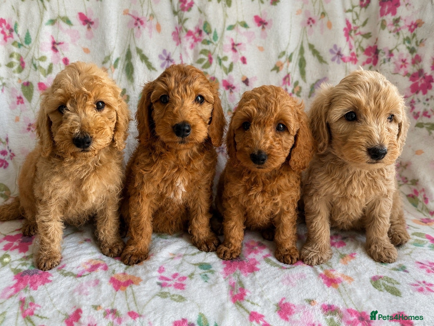 Cockapoo dogs READY TO LEAVE!!! LAST 4 COCKAPOO PUPPIES - Advert 11
