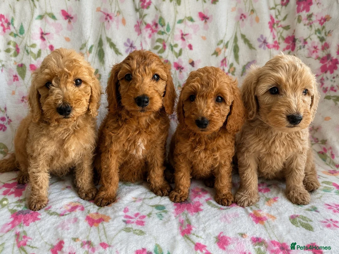 Cockapoo dogs for sale: LAST 3 READY TO LEAVE!!! COCKAPOO PUPPIES - Advert 1