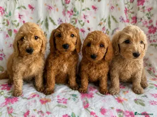 Cockapoo dogs READY TO LEAVE!!! LAST 4 COCKAPOO PUPPIES - Advert 11