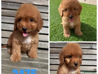 Cockapoo dogs Beautiful F1 TOY Cockapoos! - Advert 1